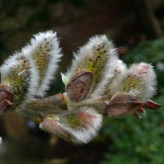 Pussy willow sapling
