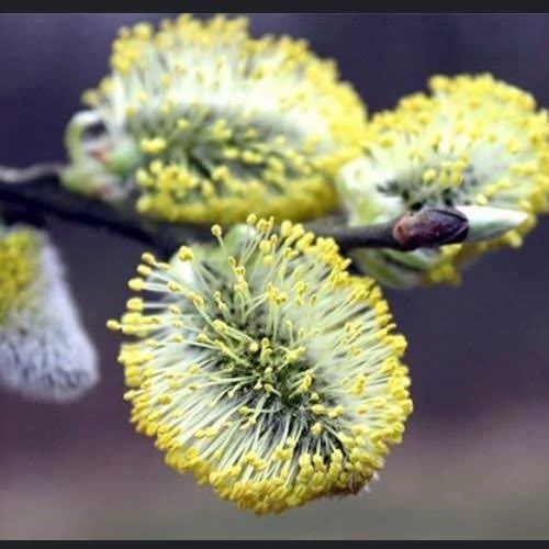 بیدمشک خاص و زیبا 