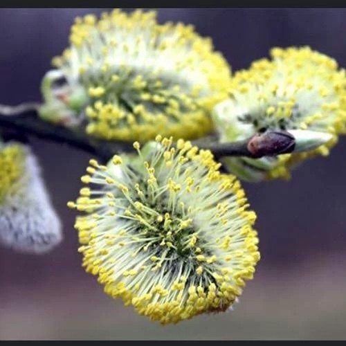 بیدمشک خاص و زیبا