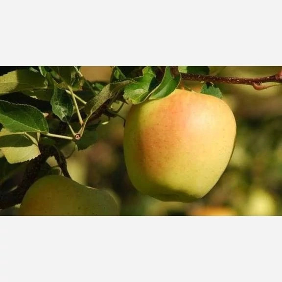 French yellow apple seedlings