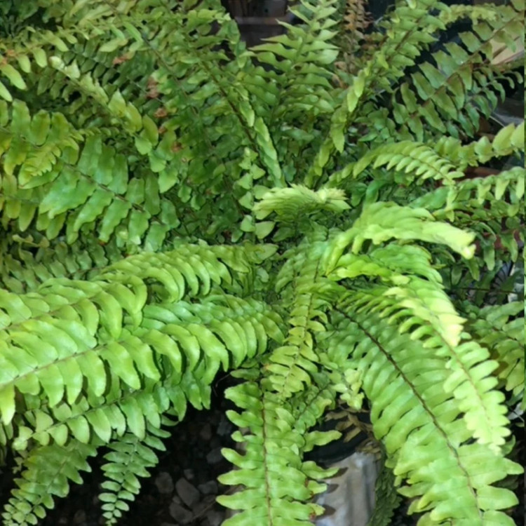fern seedling