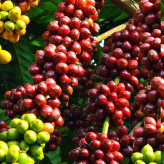 Robusca coffee seedlings