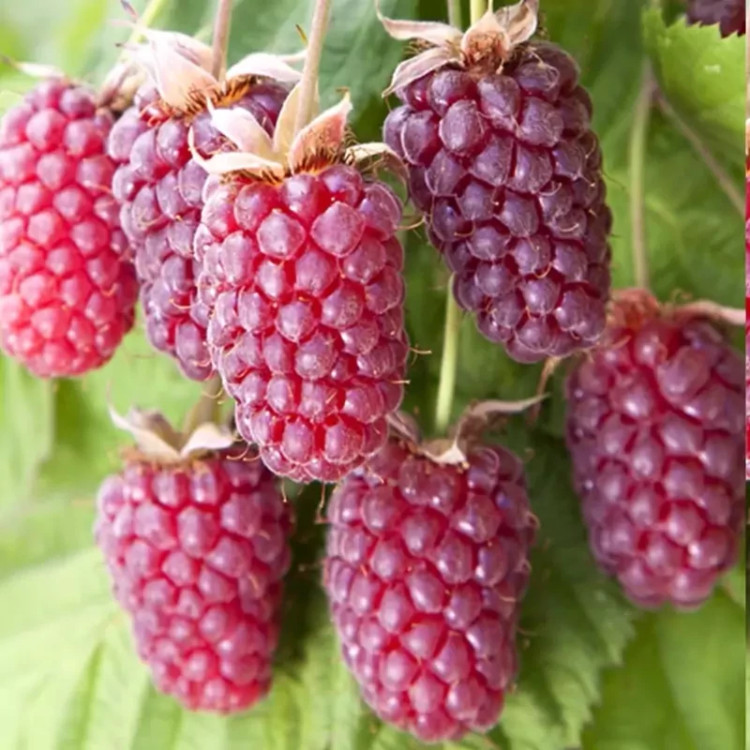 بوته لوگان بری خاص و زیبا