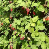 Loganberry bush