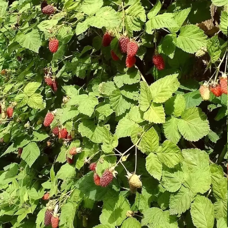 Loganberry bush