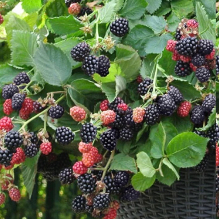 Black raspberry seedlings