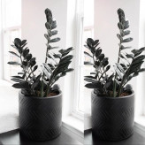 Black Zamioculcas seedlings