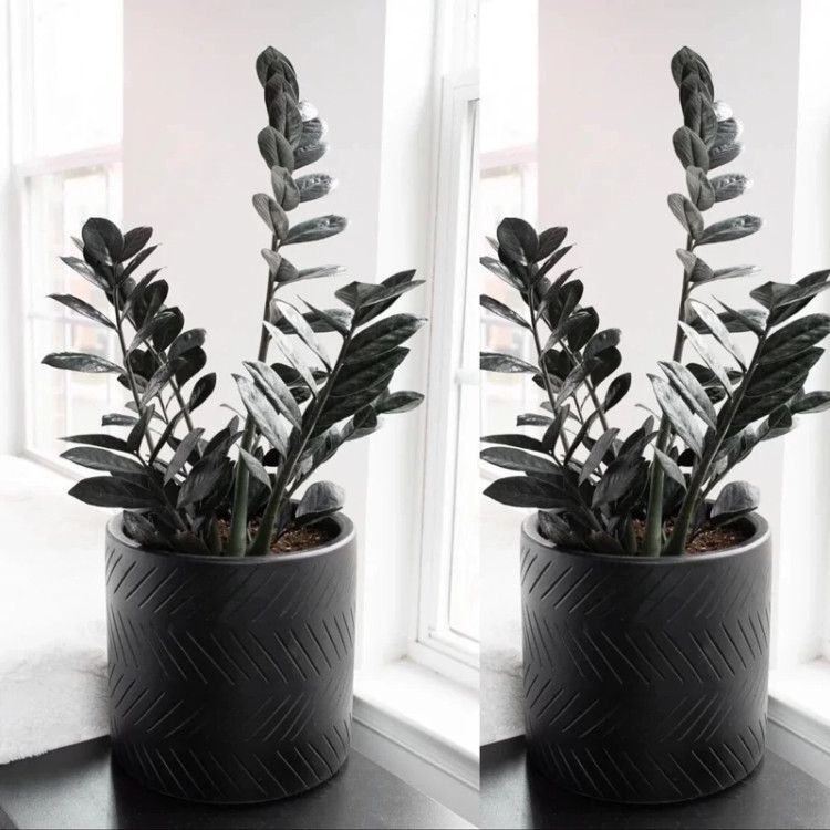 Black Zamioculcas seedlings