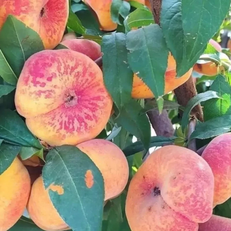Leopard peach seedlings