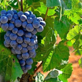 Valencia grape seedlings