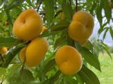 Peach, fig, pineapple seedlings