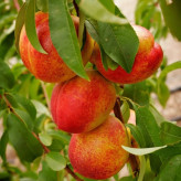 Large-sized nectarine sapling with stem