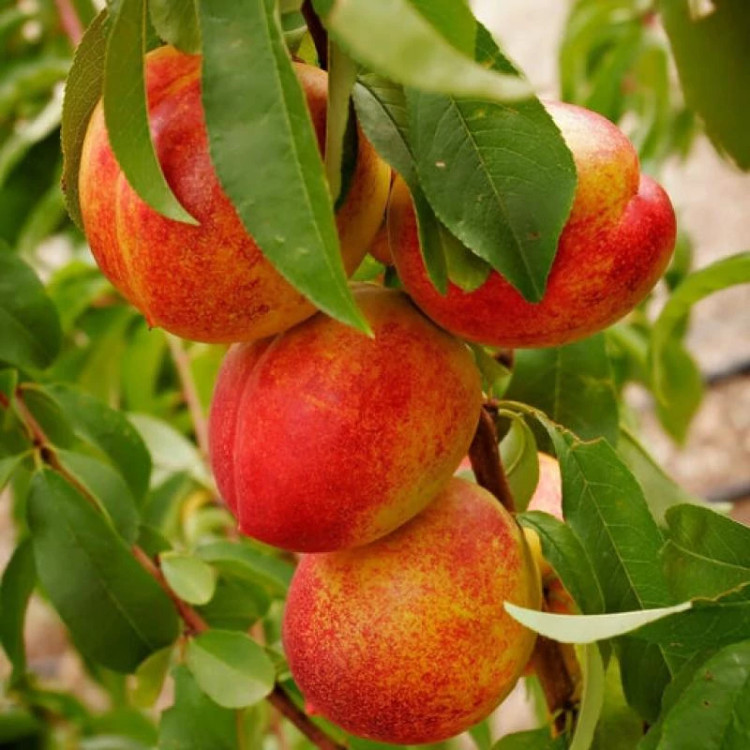 Large-sized nectarine sapling with stem