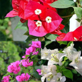 Paper flower seedlings