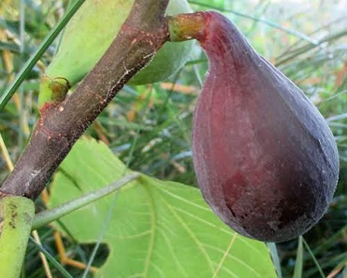 Black fig tree sapling