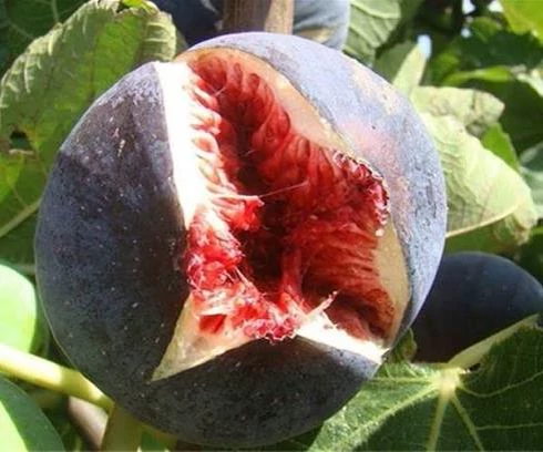 شاه انجیر سیاه بسیار خاص و خوش طعم 