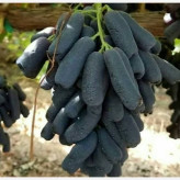 Moondrop grape seedlings