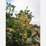 Ahmad Aghaei grafted pistachio seedlings