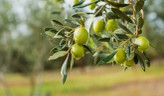 Olive seedling