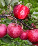Red apple seedlings