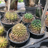 Green Gemini seedlings