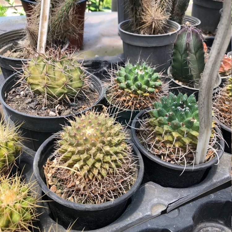 Green Gemini seedlings