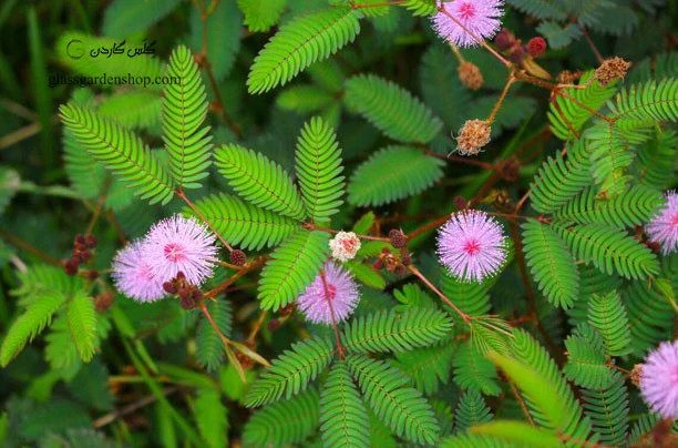 Flower seedlings of anger and reconciliation