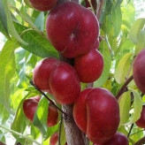 خرید نهال شلیل انجیری کمیاب