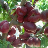 Fig nectarine seedlings
