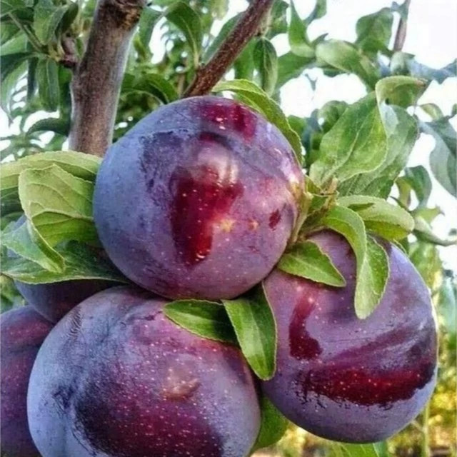 خرید آلو شابلون کمیاب