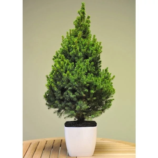 Pine sapling
