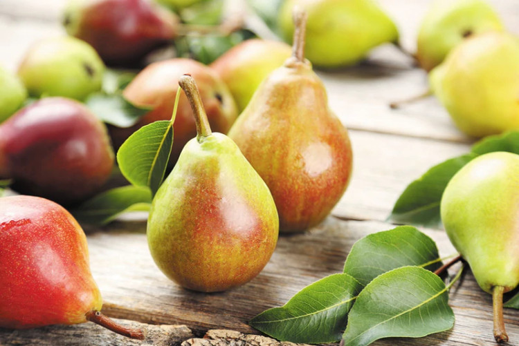 Klap pear seedlings