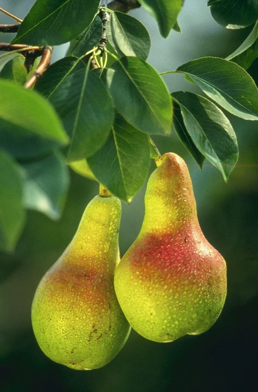 گلابی کلاپ بسیار زیبا
