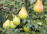 خرید نهال گلابی مقاوم