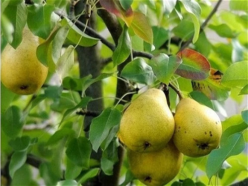 نهال گلابی کلاپ خوش طعم