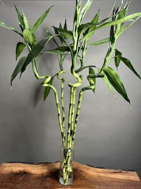 Water bamboo seedlings