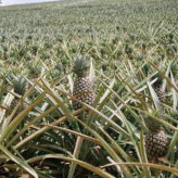 Green pineapple seedlings