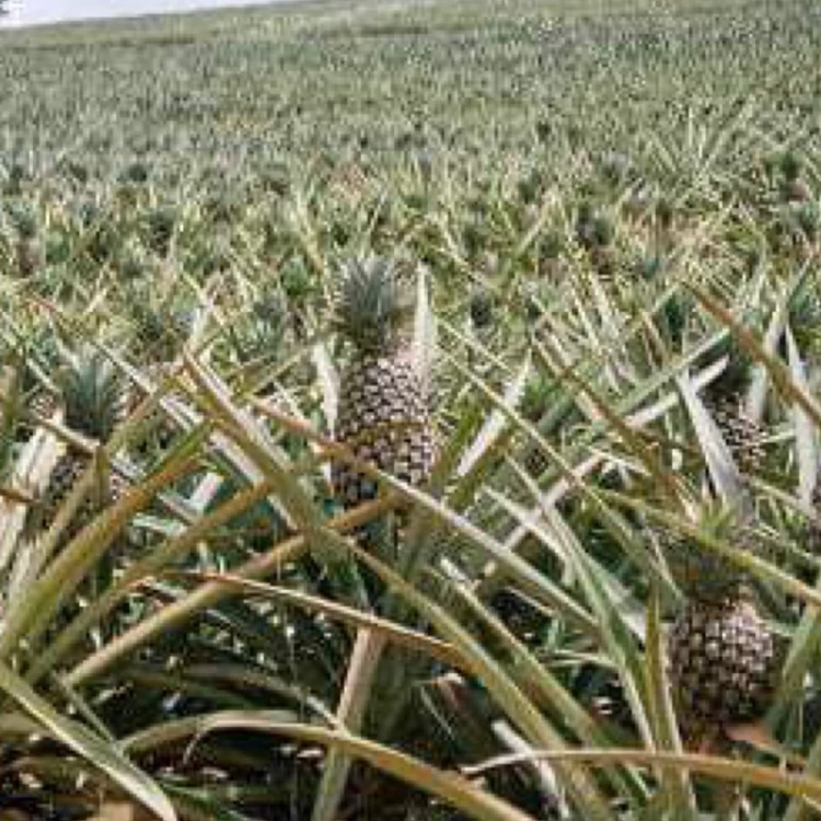 Green pineapple seedlings