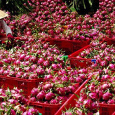 Dragon fruit seedlings, mature cuttings