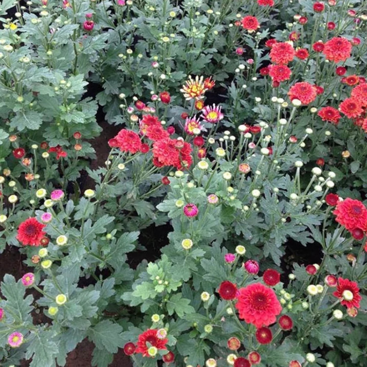 Red chrysanthemum seedlings