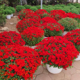 خرید نهال گل داودی قرمز کمیاب