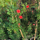 Bright red rose seedlings growing