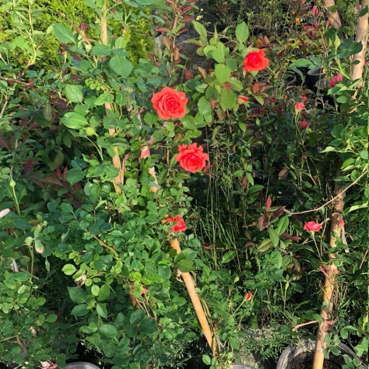 Bright red rose seedlings growing