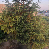Green Christmas tree seedlings