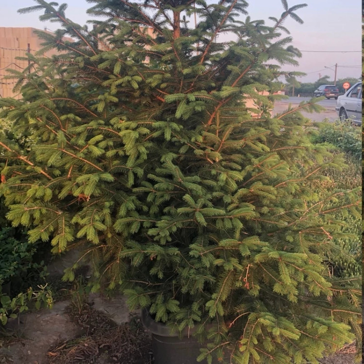 Green Christmas tree seedlings
