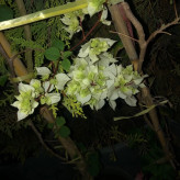 Green paper flower seedlings