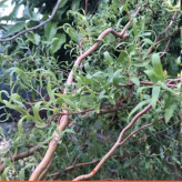 Willow sapling