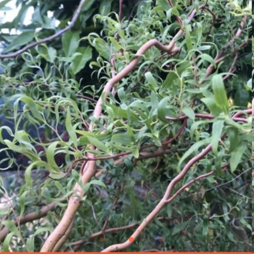 Willow sapling