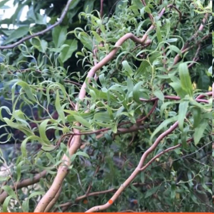 Willow sapling