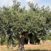 Large olive seedlings